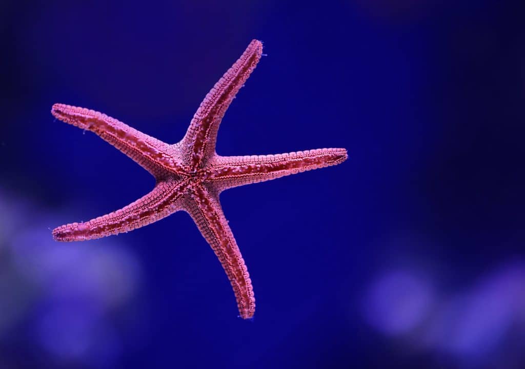 Morska zvijezda