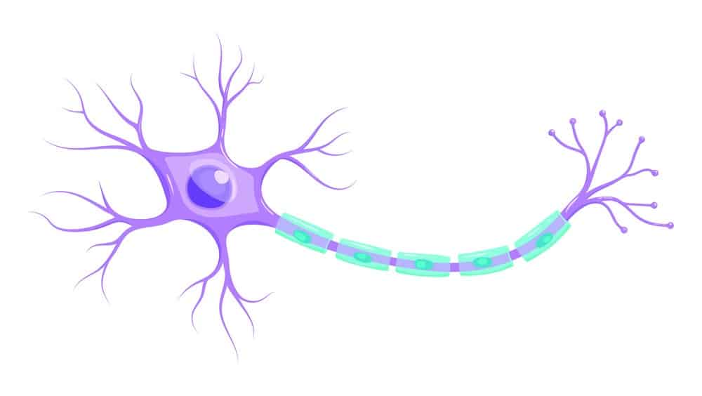 kako izgleda neuron